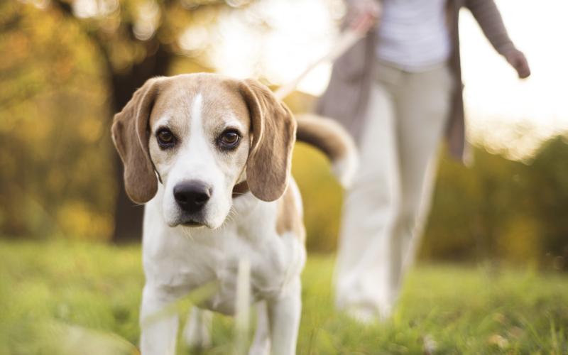 Foto van een hond